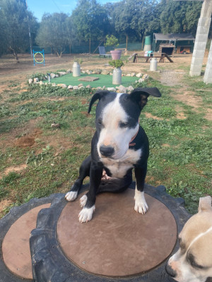 Étalon American Staffordshire Terrier - House of American Dogs Arya