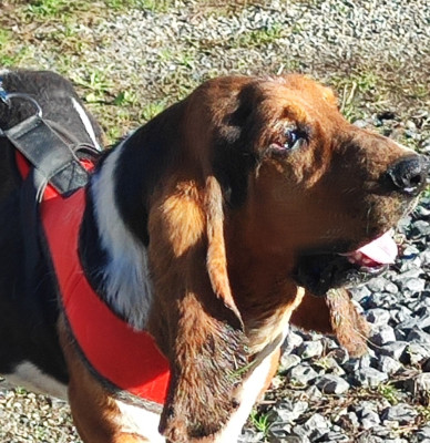 Étalon Basset Hound - STALLONE des menthes sauvages