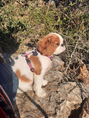 Étalon King Charles Spaniel - Anaïs Nine de Sorine