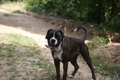 Vaya du domaine de la veyradeyre