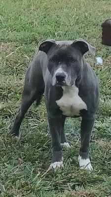 Shannon (Sans Affixe)