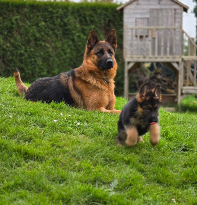 Étalon Berger Allemand - Themis Domaine de Jules