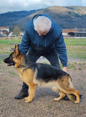 Étalon Berger Allemand - Ulika de la Petite Laeticia