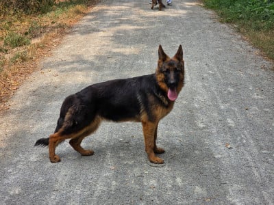 Étalon Berger Allemand - Venus Domaine de Jules