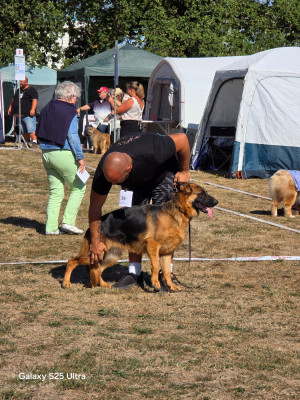 Étalon Berger Allemand - Vitaa Domaine de Jules
