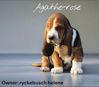 Étalon Basset Hound - Agathe-tose de la flamme sacrée d hestia