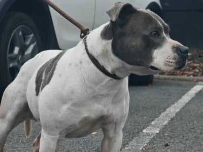 Étalon Staffordshire Bull Terrier - T Marcus Titre Initial