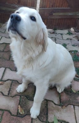 Étalon Golden Retriever - TAGADA (Sans Affixe)