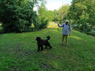 Étalon Bouvier des Flandres - SUZETTE du Bois de la Brique