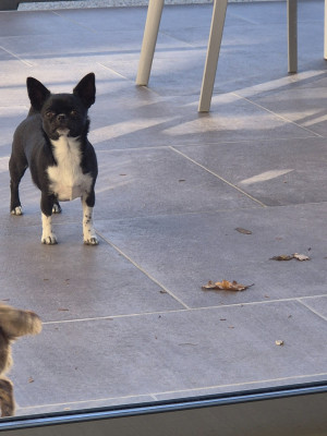 Étalon Chihuahua - Viky de la vallée d'Uria (Sans Affixe)