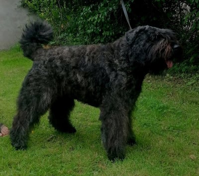 Étalon Bouvier des Flandres - uno du Bois de la Brique