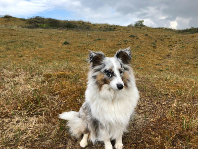 Étalon Shetland Sheepdog - Raïa Blue du mont de la chenaie
