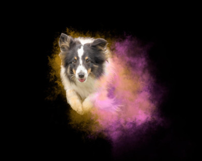 Étalon Shetland Sheepdog - Unaïa Black De La Forêt Aux Mille Plumes