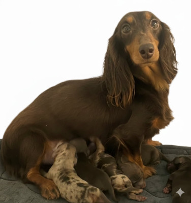 Étalon Teckel poil long - Willow (Sans Affixe)