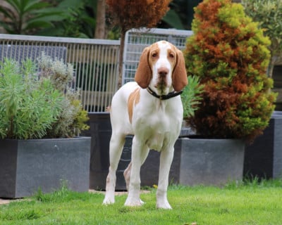 Étalon Braque Italien - ALVARO blue raspberry