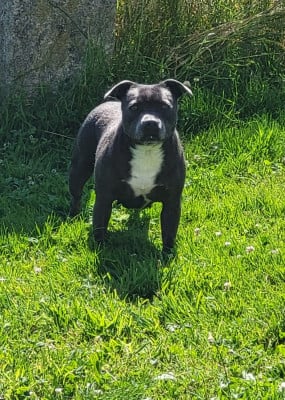 Étalon Staffordshire Bull Terrier - Blue Best Thao
