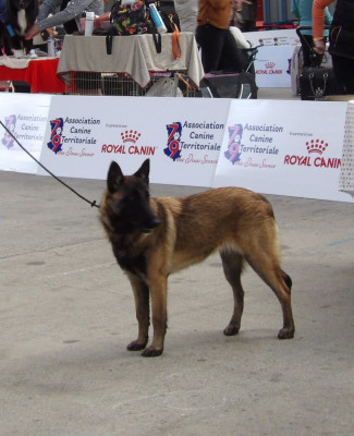 Étalon Berger Belge - ANGEL De La Butte Des Crocs Blancs