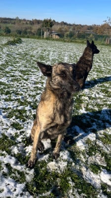 Étalon Berger hollandais - V'bagheera (Sans Affixe)