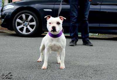 Étalon Staffordshire Bull Terrier - The dirty Ruth langmore The Dark Staffords