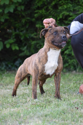 Étalon Staffordshire Bull Terrier - Unforgetable girl De la roche de l empereur