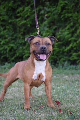 Étalon Staffordshire Bull Terrier - Une chanson douce The Dark Staffords