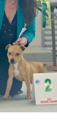 Étalon Staffordshire Bull Terrier - Victory or Die The Dark Staffords