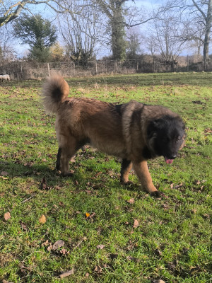 Étalon Chien de la Serra Estrela - Anastasia da quinta de s fernando
