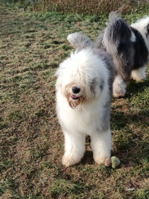 Étalon Bobtail - ANGEL Du Royaume De Plume