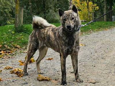 Étalon Hokkaïdo - Ashiripa Kashiwa Kokiso