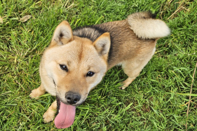 Étalon Hokkaïdo - V'Wakkanai Kyuden Kitsune