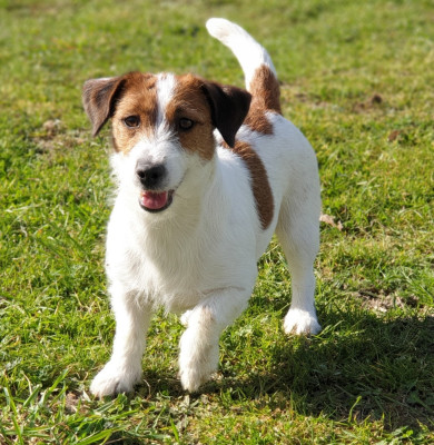 Étalon Jack Russell Terrier - jonu's jr La Bohème