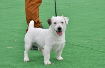 Étalon Jack Russell Terrier - Lego De La Petite Gondelaine
