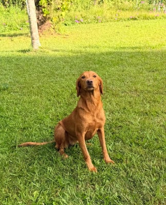Étalon Labrador Retriever - Arya Des Bois De Barbotteau
