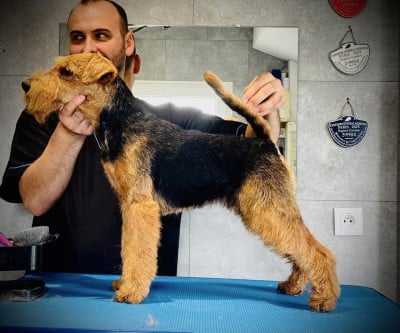 Étalon Welsh Terrier - SODIUM des Brâlons
