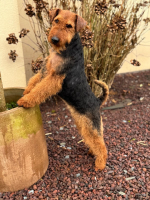 Étalon Welsh Terrier - CH. Welsh attitude Universe of darkness