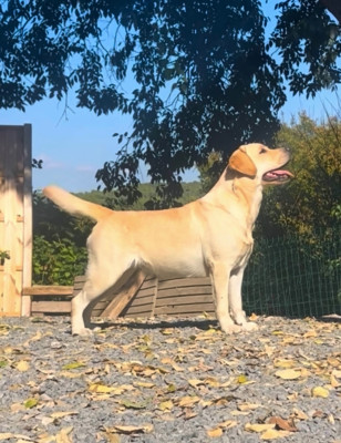 Étalon Labrador Retriever - Unexpected Jew Of evergreen oak