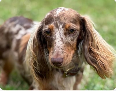 Étalon Teckel poil long - Myagkiy Luch Tyris Flare