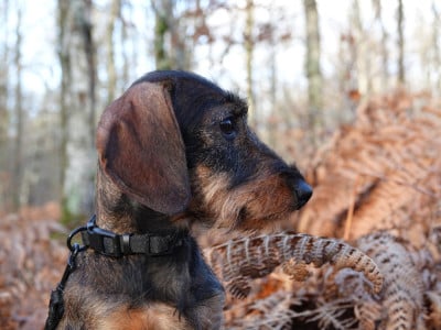 Étalon Teckel poil dur - Morticia (Sans Affixe)