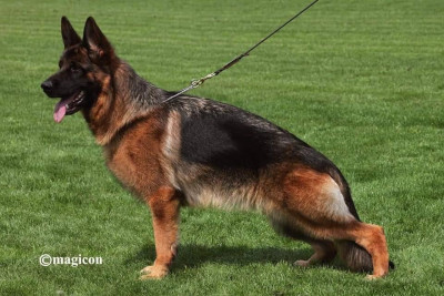 Étalon Berger Allemand - Phidjy du val d'Anzin