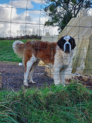 Étalon Chien du Saint-Bernard - ARAGON de la Boutinais