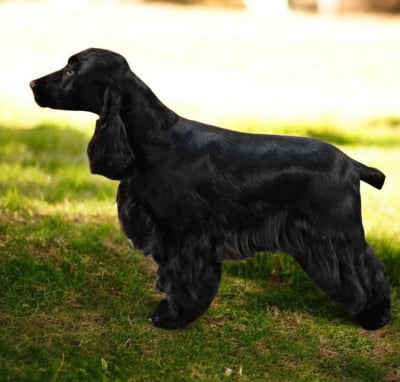 Étalon Cocker Spaniel Anglais - Valalla du Rieu Grand du Rieu-Grand