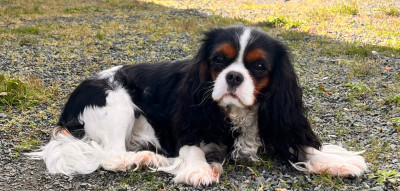 Étalon Cavalier King Charles Spaniel - Unity (Sans Affixe)