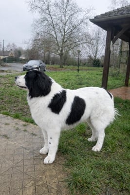 Étalon Landseer type continental europeen - VAILLANT De La Lande De Montecouplet