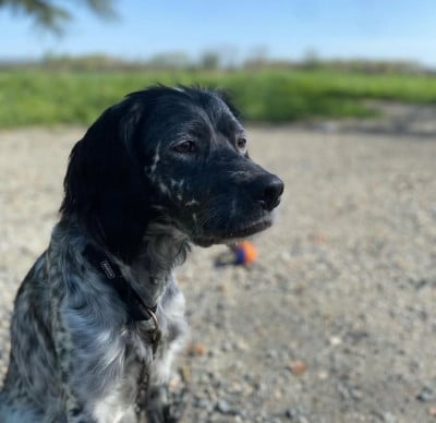 Étalon Setter Anglais - Udji Des Sentiers De La Douyne