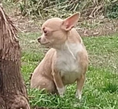 Étalon Chihuahua - Toundra De La Volpe Nera