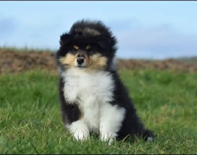 Étalon Colley à poil long - VICTIM OF FATE Of Sparkling Lake