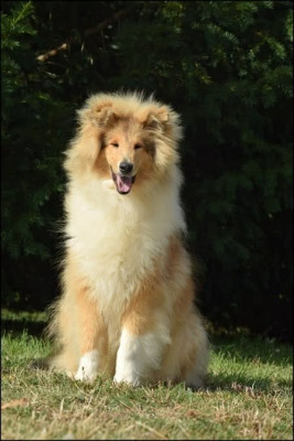 Étalon Colley à poil long - VICTIME DU BONHEUR Of Sparkling Lake