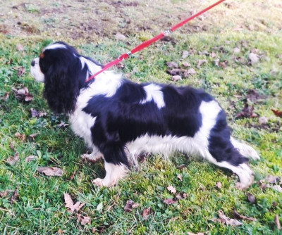Étalon Cavalier King Charles Spaniel - U' venus Du Domaine Des Etoiles D'Argos