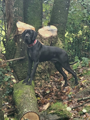 Étalon Dogue allemand - Volf von Doggen Kaiser