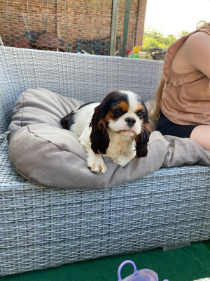 Étalon Cavalier King Charles Spaniel - Ulane de la maison du ryez